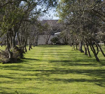Tree-lined orchard avenue
