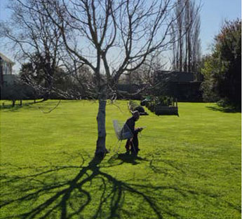Mature tree and lawn detail