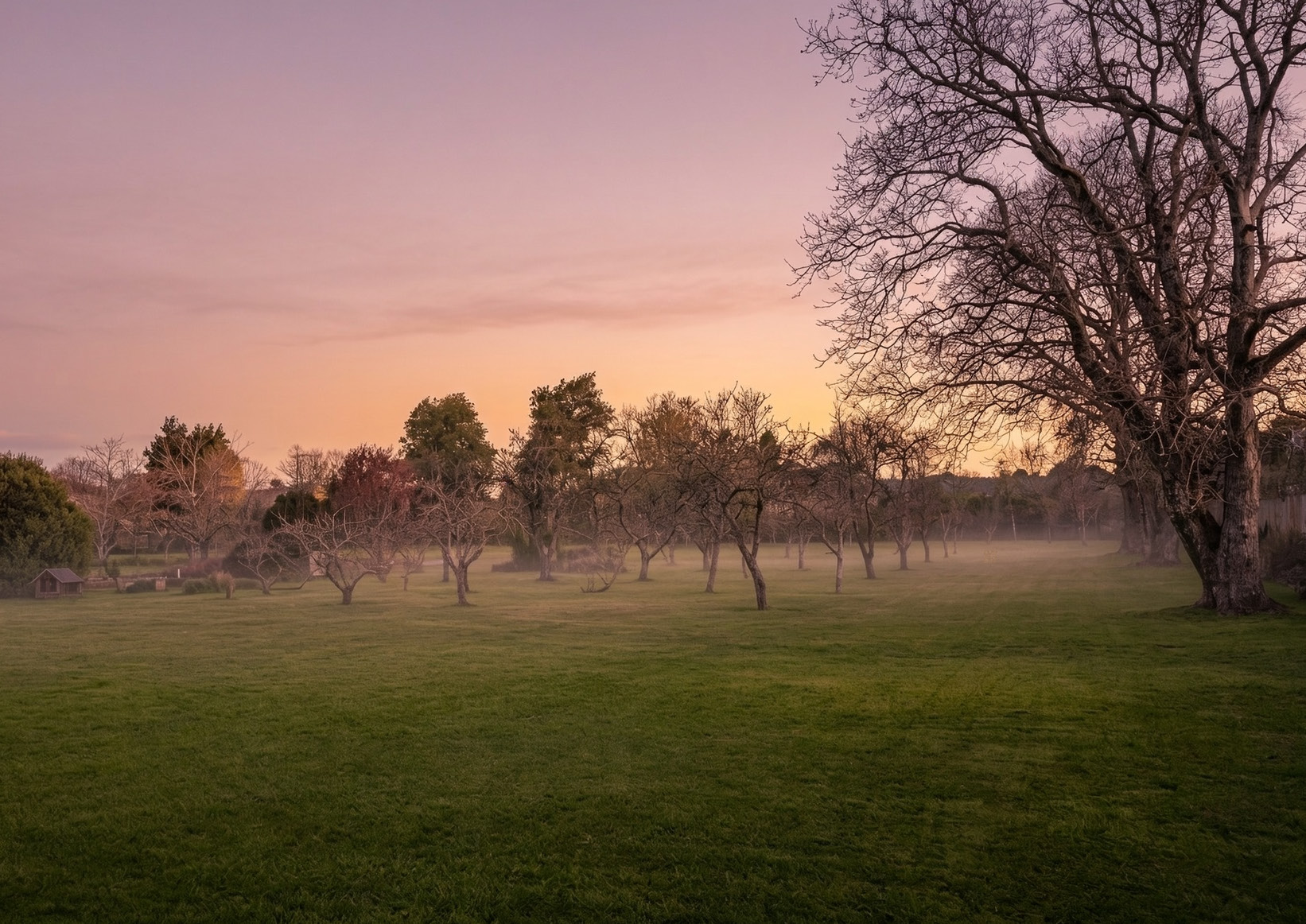 Applewood Orchard at first light